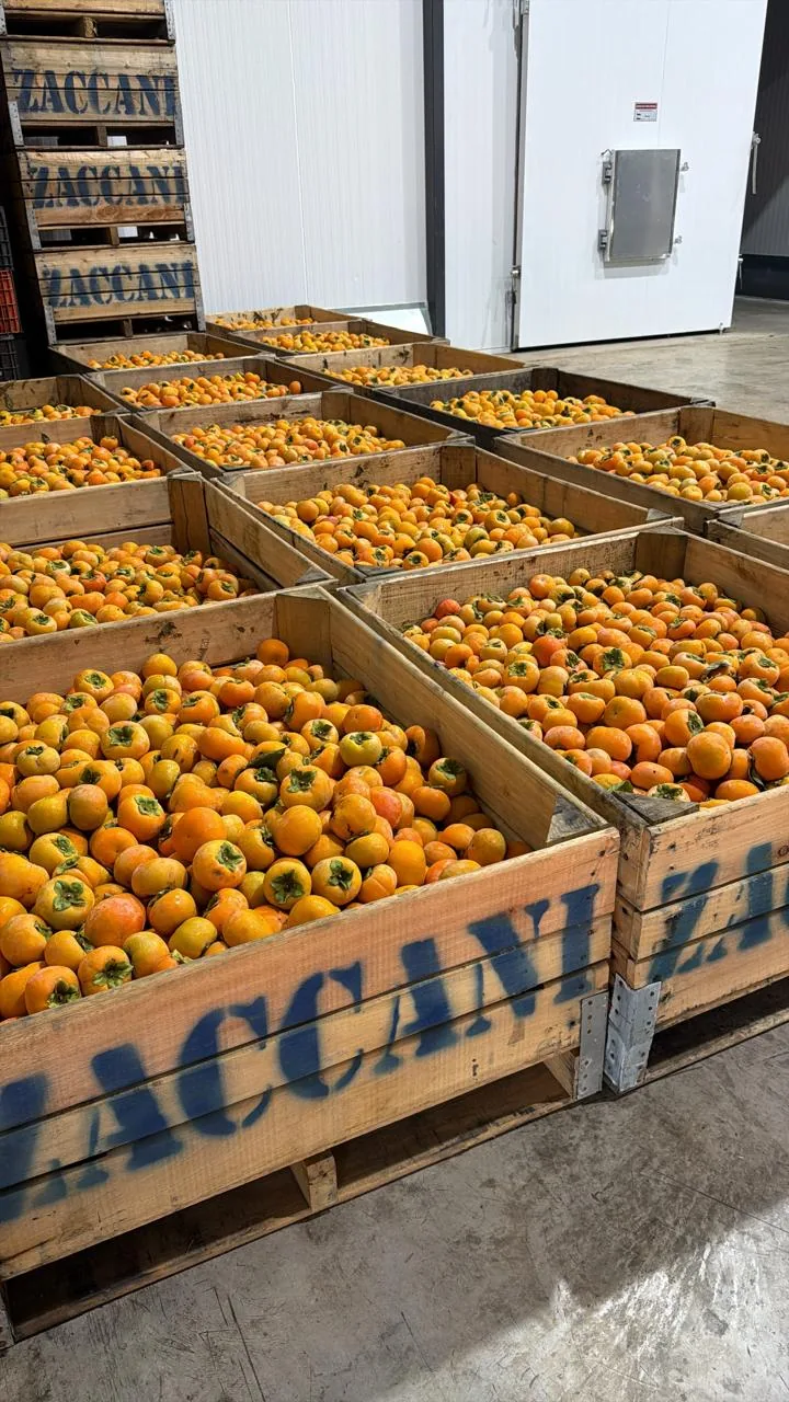 Laranjas em caixas Zaccani