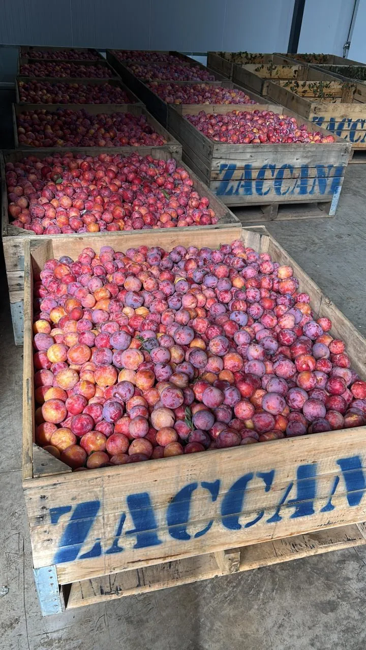 Caixas de maçãs Zaccani