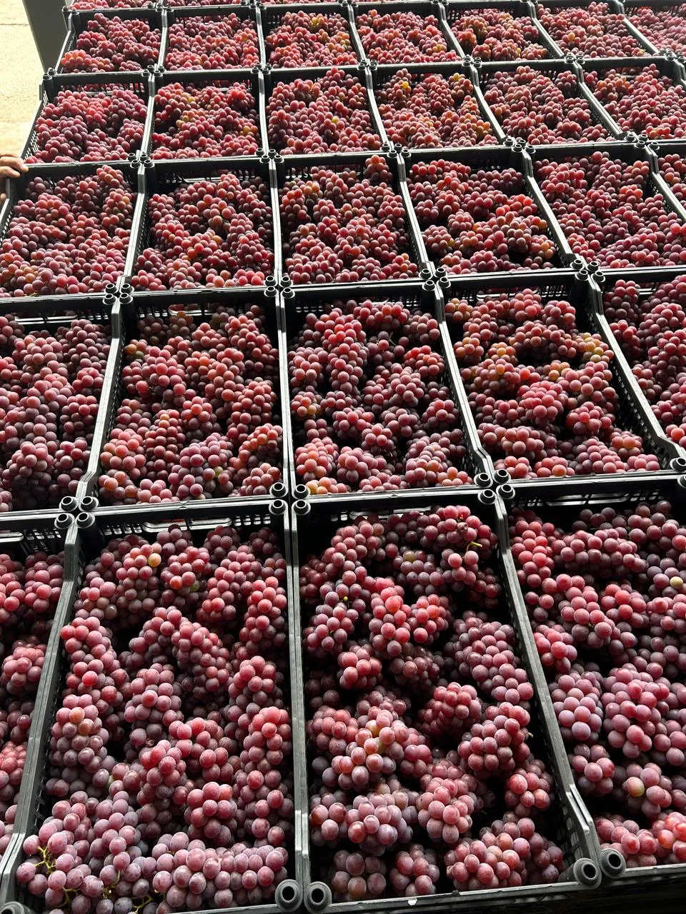 Uvas selecionadas em caixas